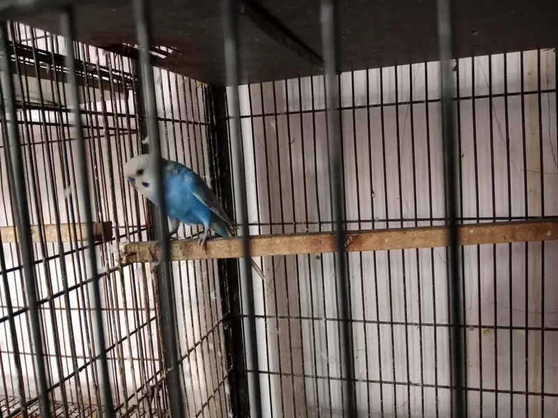 Australia budgies — photo 3