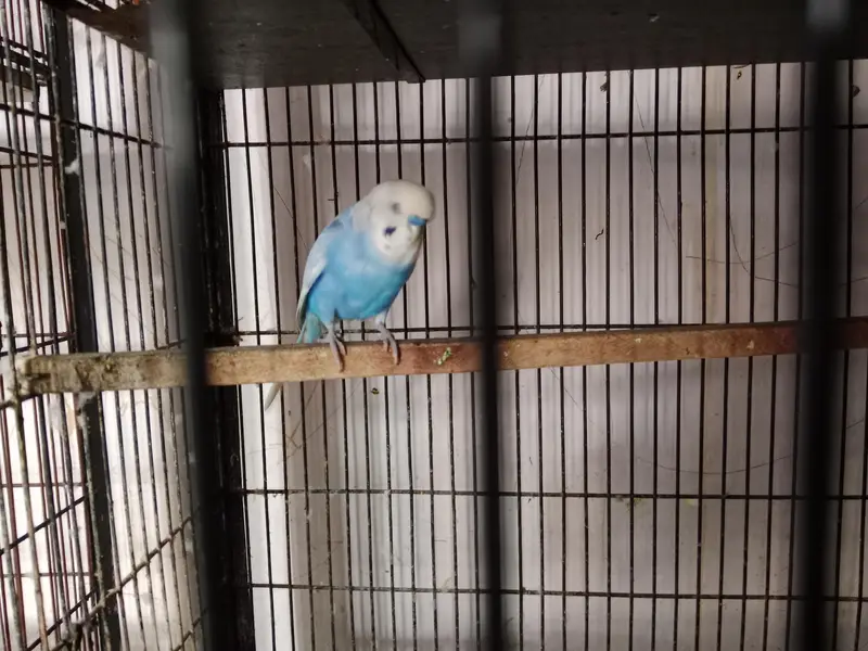 Australia budgies — photo 4