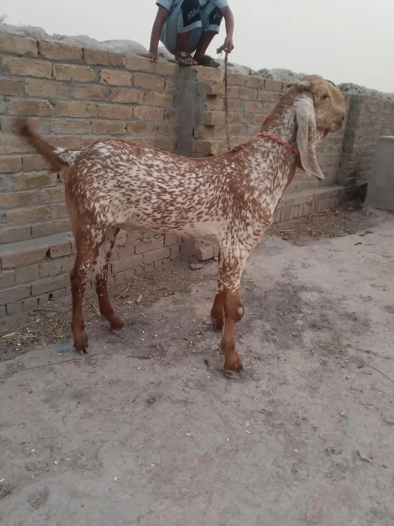 desi Bakra for sale/03299224671 — photo 2