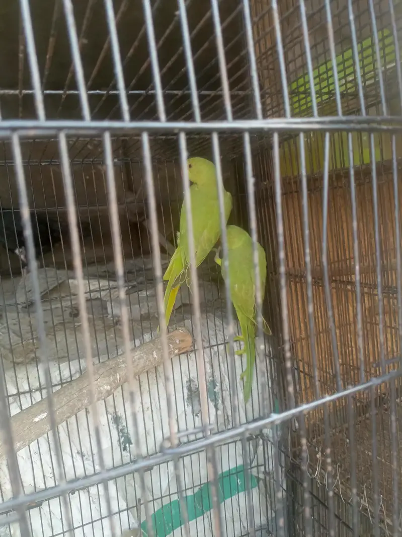 Green parrot pair — photo 2