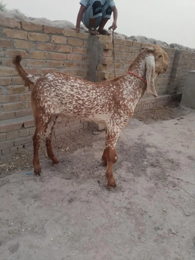 desi Bakra for sale call me=\ 03299224671 — photo 2