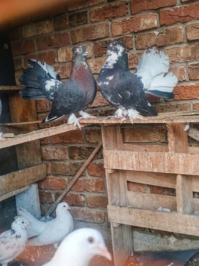 Rare Lakka breed