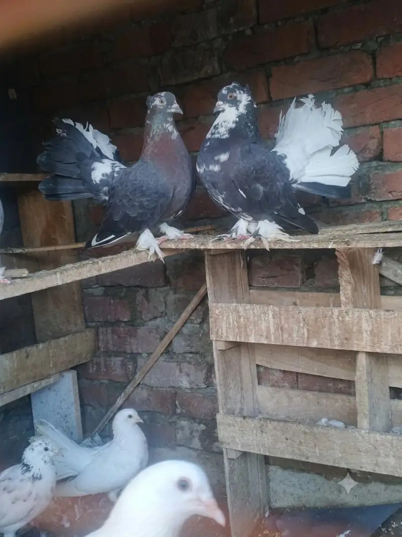 Rare Lakka breed — photo 2