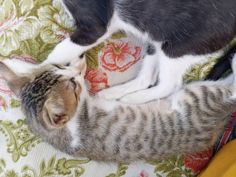 3 kittens 1
