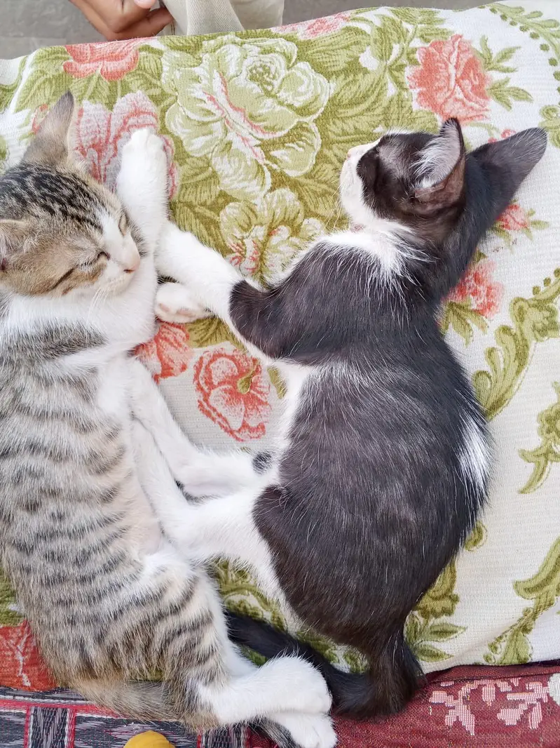 3 kittens — photo 3