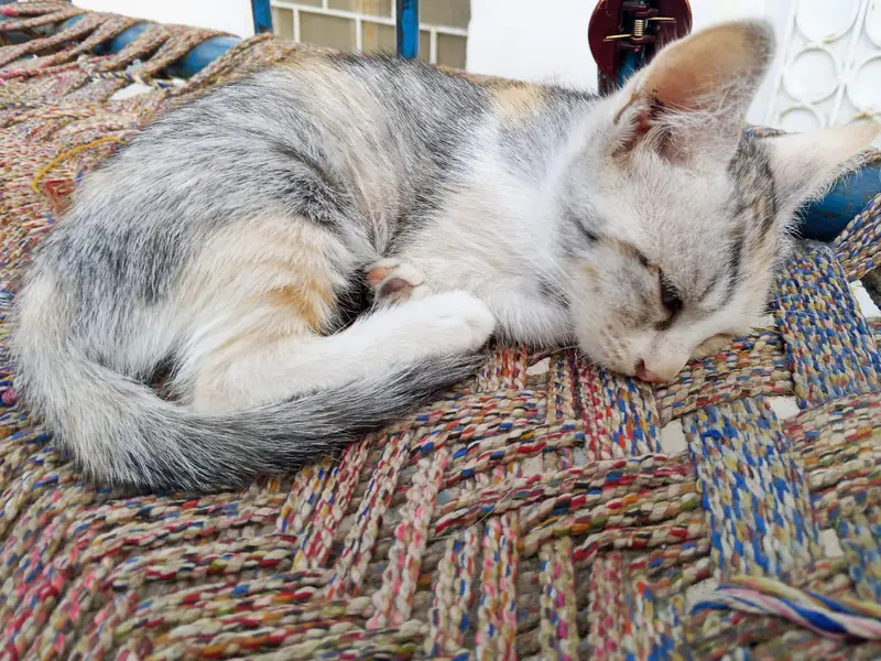3 kittens — photo 4