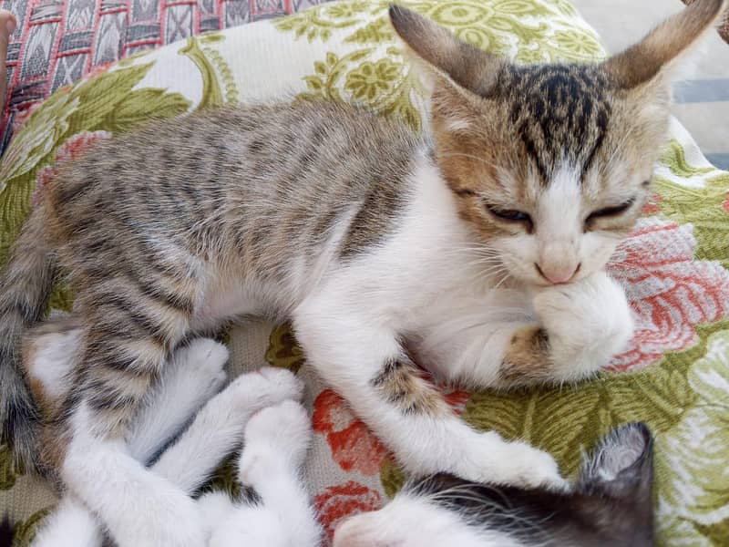 3 kittens 4