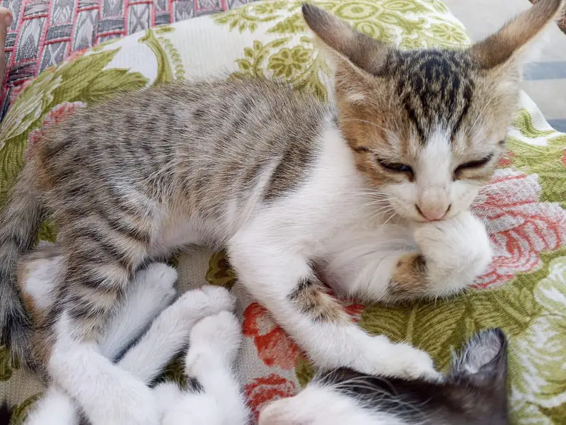 3 kittens — photo 5