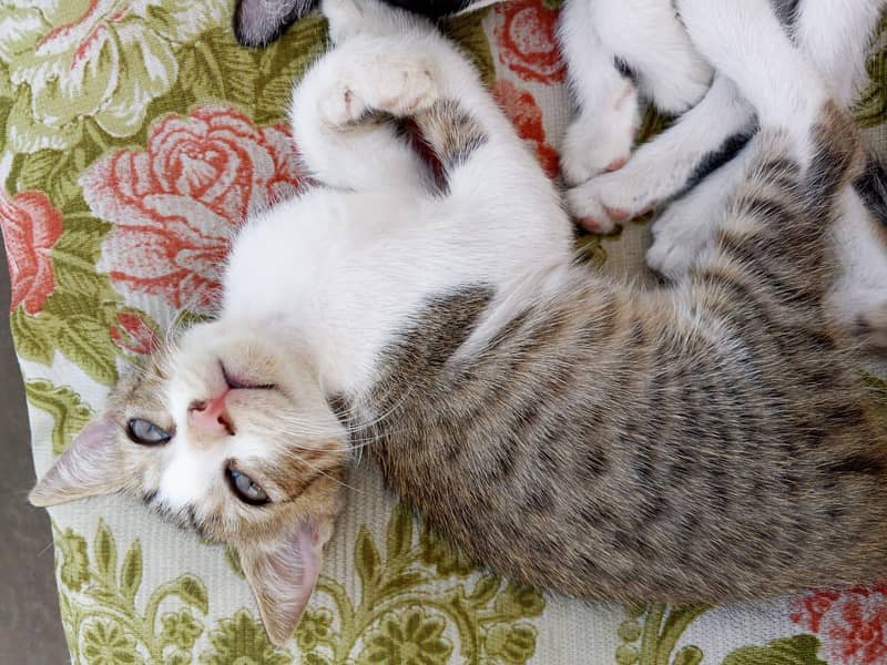 3 kittens 5