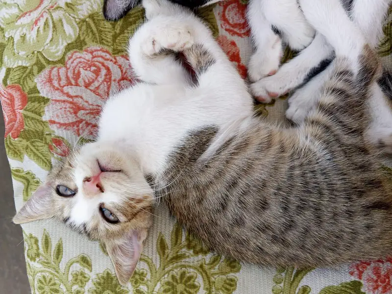 3 kittens — photo 6