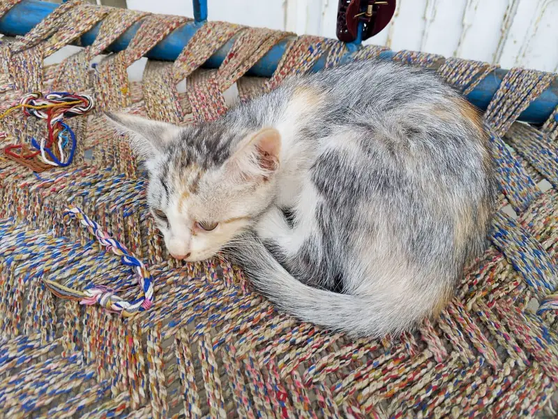 3 kittens — photo 7
