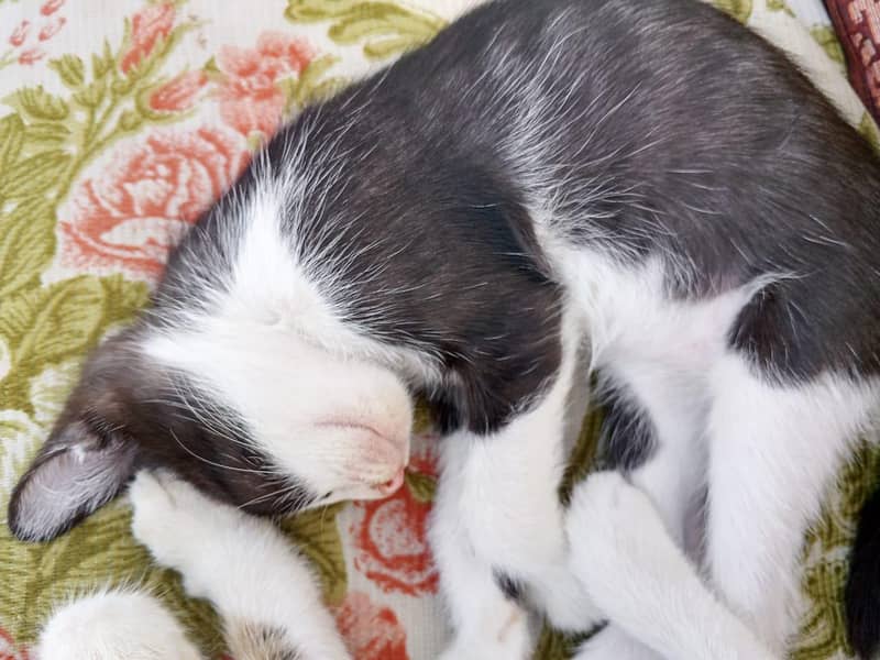 3 kittens 7