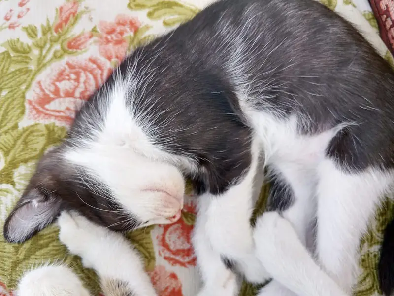3 kittens — photo 8