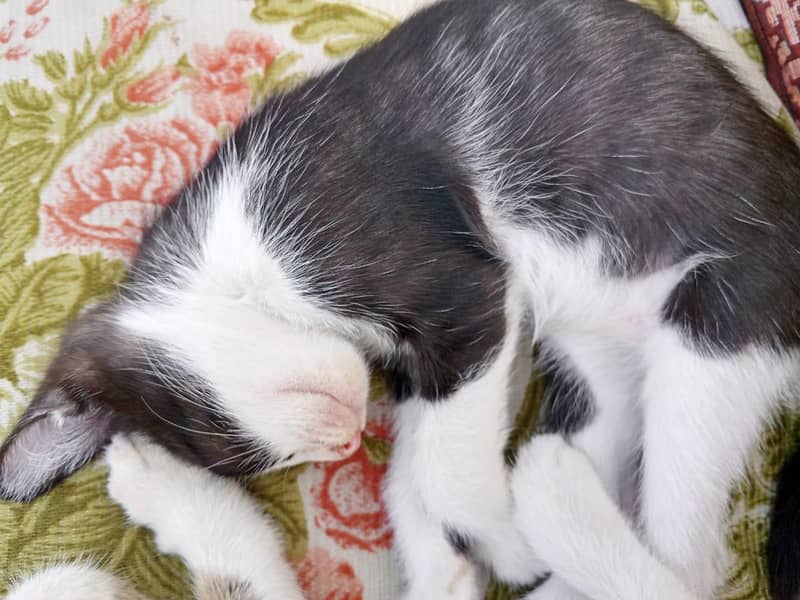 3 kittens 8