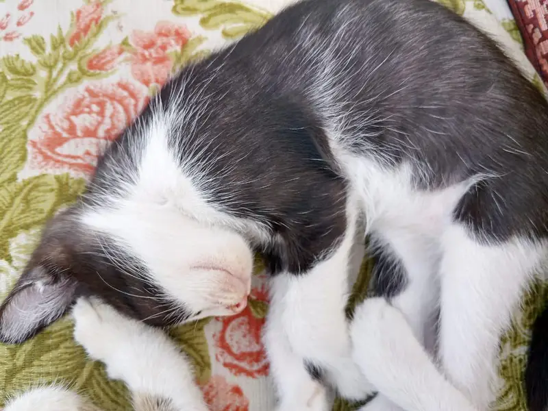 3 kittens — photo 9