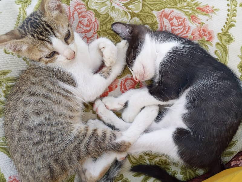 3 kittens 9