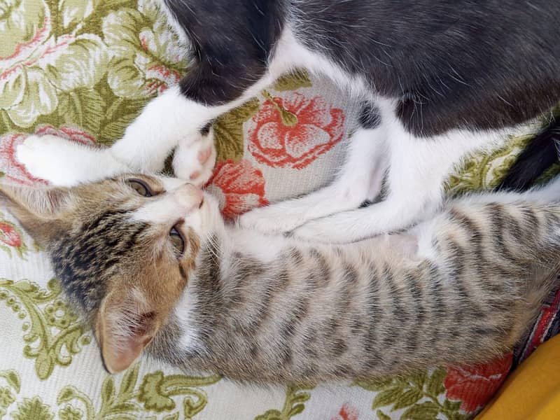 3 kittens 10
