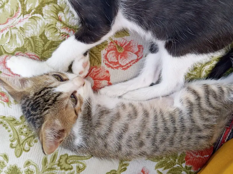 3 kittens — photo 11