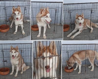 Vaccinated Female Siberian Husky Puppy