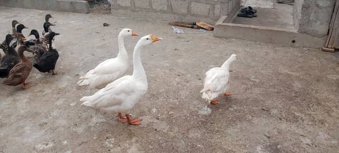 longneck ducks Exchange bhi hogayengi