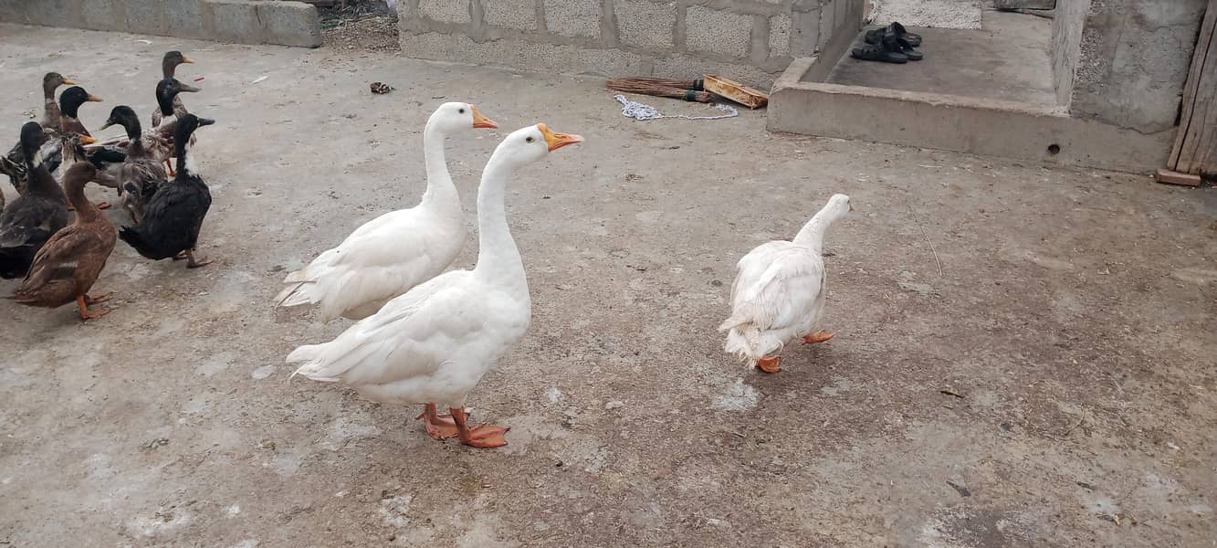longneck ducks 0