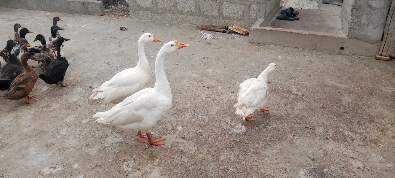 longneck ducks Exchange bhi hogayengi