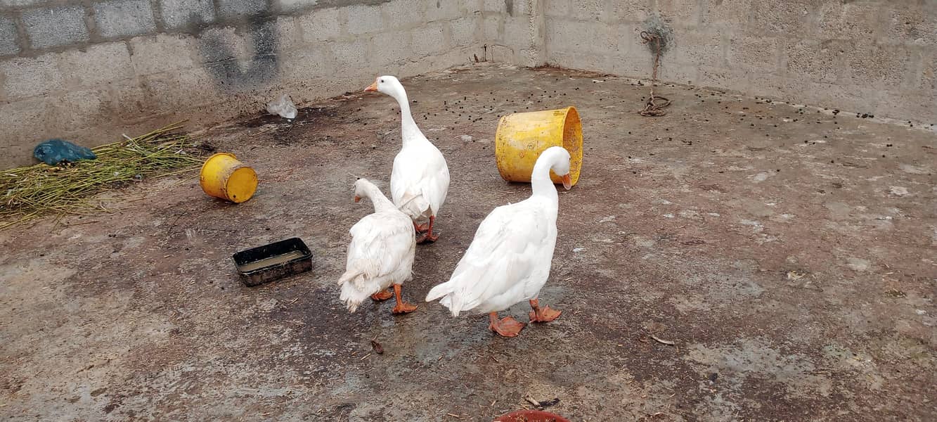 longneck ducks 1