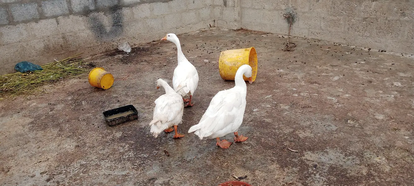 longneck ducks Exchange bhi hogayengi — photo 2