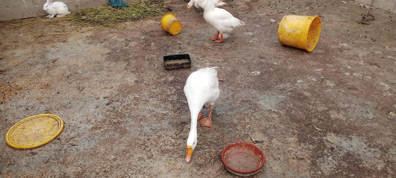 longneck ducks 2