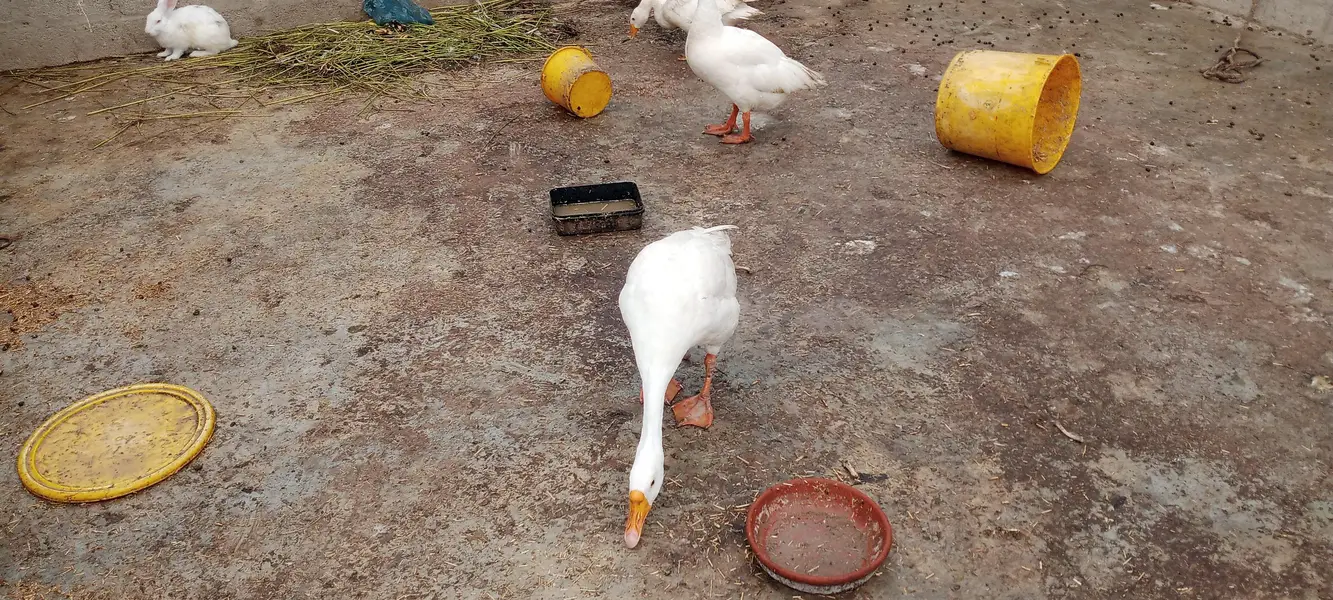 longneck ducks Exchange bhi hogayengi — photo 3