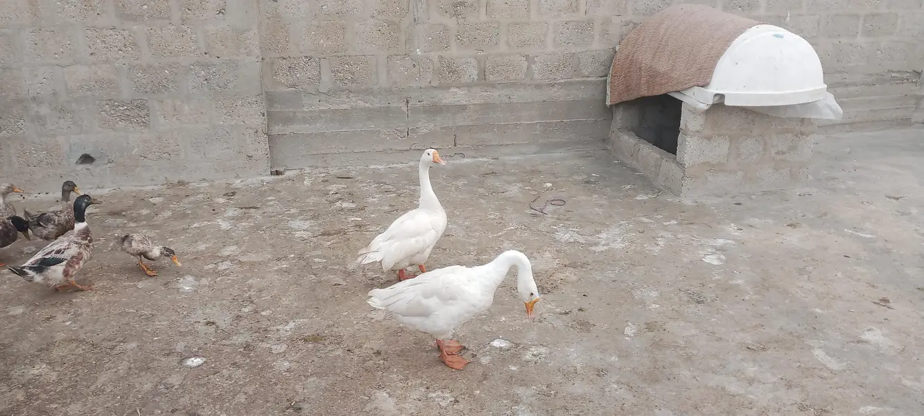 longneck ducks Exchange bhi hogayengi — photo 4