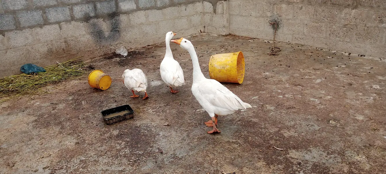 longneck ducks Exchange bhi hogayengi — photo 5