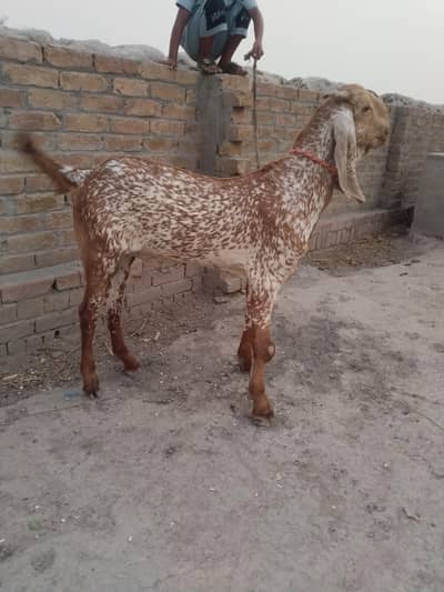 desi Bakra for sale call==03299224671