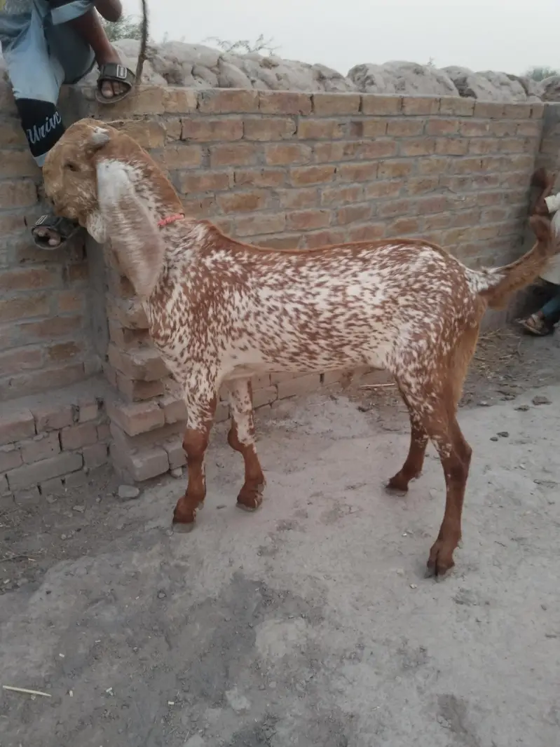desi Bakra for sale call==03299224671 — photo 2
