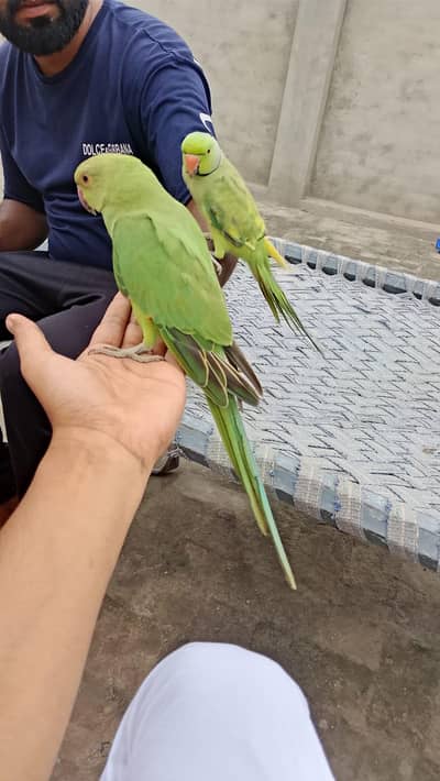 ring nack pair beautiful and so good and frindaly  contact 03126338619