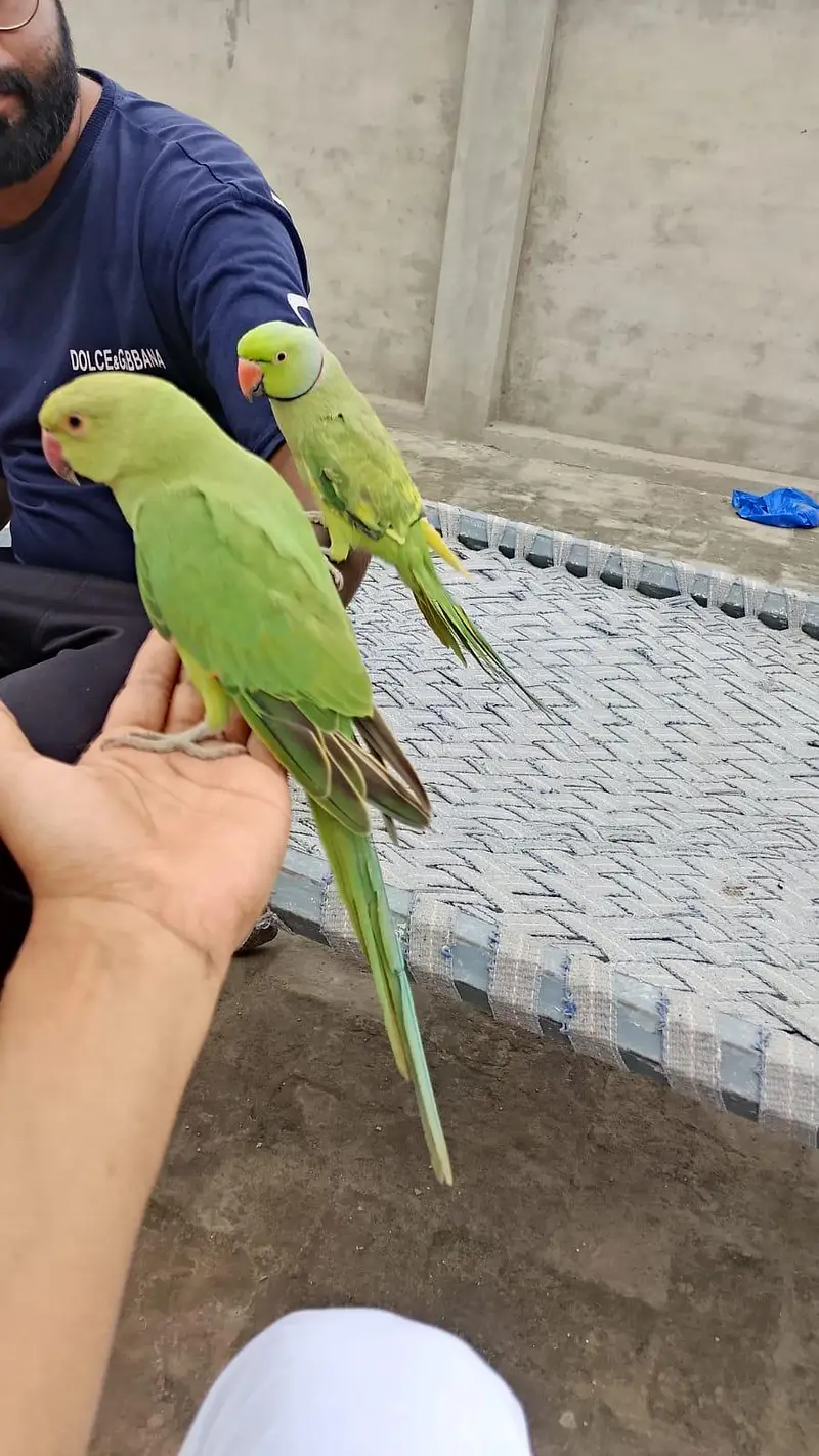 ring nack pair beautiful and so good and frindaly  contact 03126338619 — photo 2