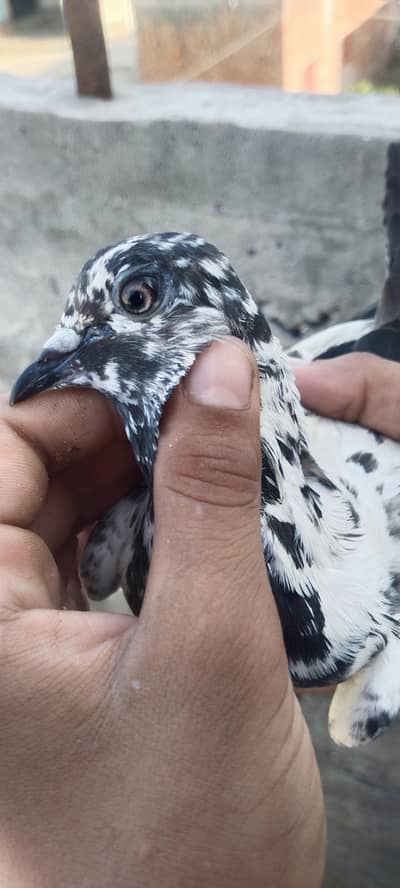 very good beautiful brids