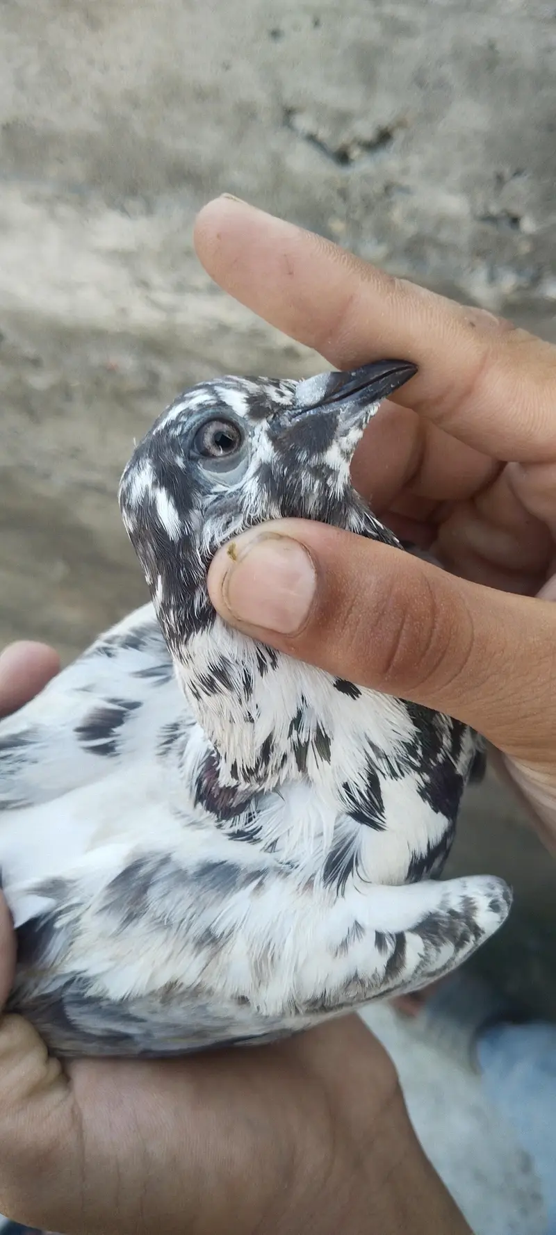 very good beautiful brids — photo 2