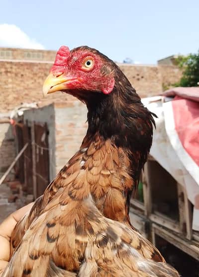 miawali aseel full granti wali chezay ,03700721271 Whatsapp