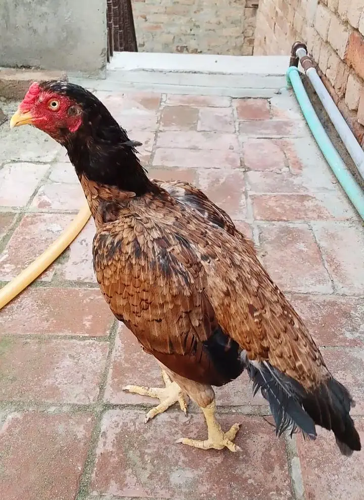 miawali aseel full granti wali chezay ,03700721271 Whatsapp — photo 3