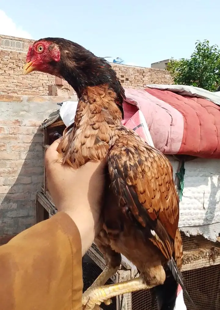 miawali aseel full granti wali chezay ,03700721271 Whatsapp — photo 4