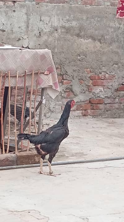 Top Quality Shamo female Ring Birds jambo size