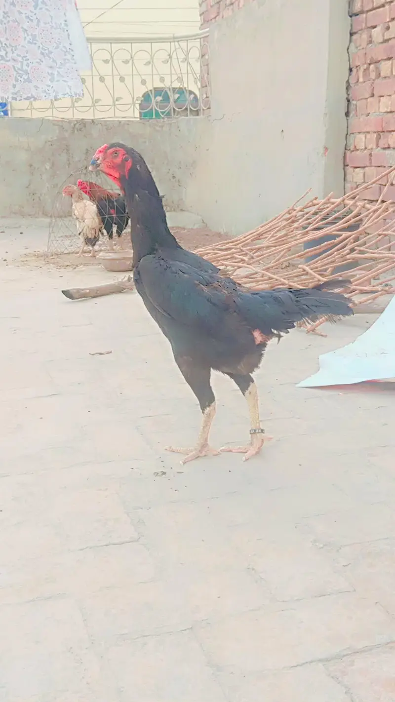 Top Quality Shamo female Ring Birds jambo size — photo 2