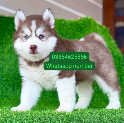 saberian husky dog for sale 2 month Age