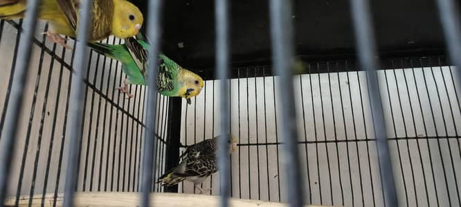 fresh healthy budgies