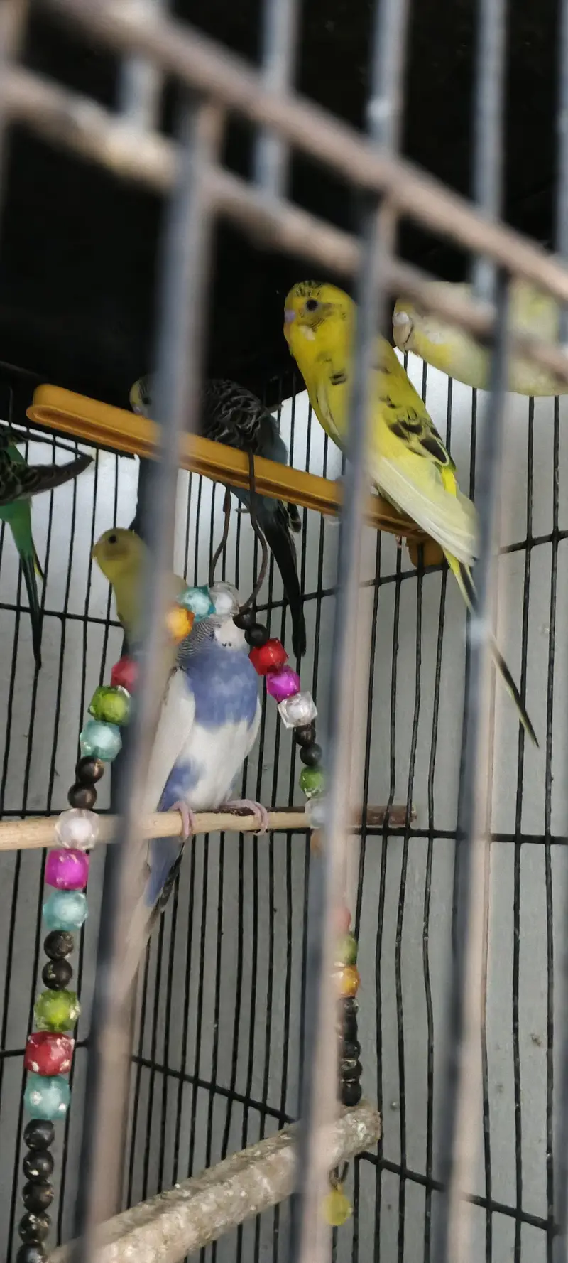 fresh healthy budgies 03333644235 — photo 2