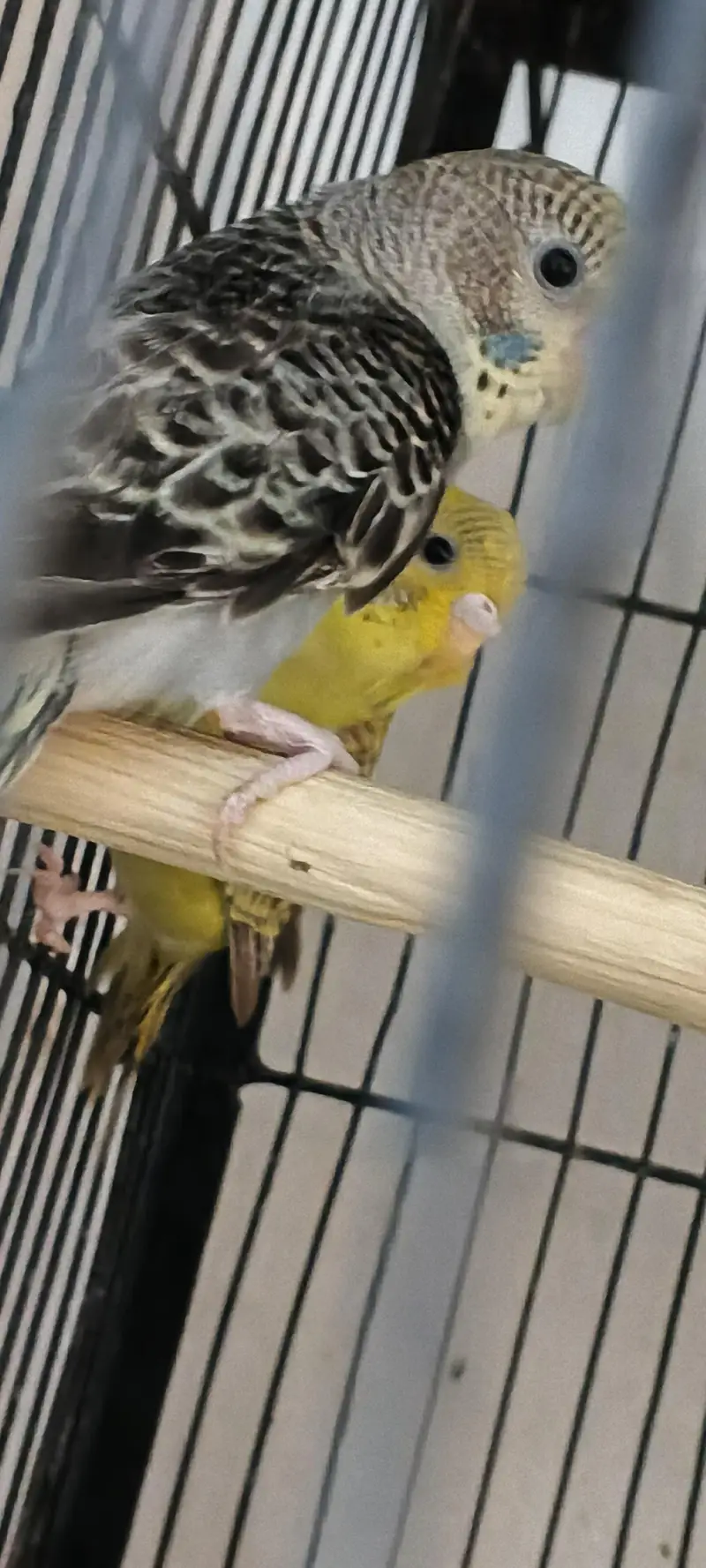 fresh healthy budgies 03333644235 — photo 3