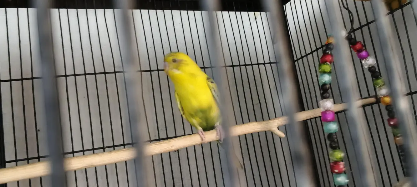 fresh healthy budgies 03333644235 — photo 4