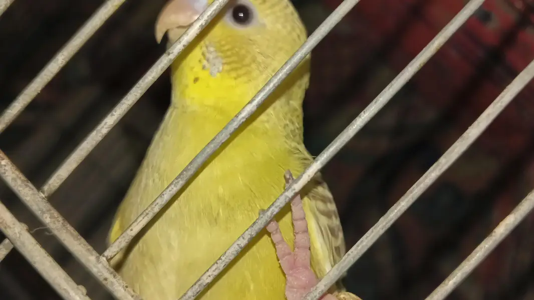 fresh healthy budgies 03333644235 — photo 5