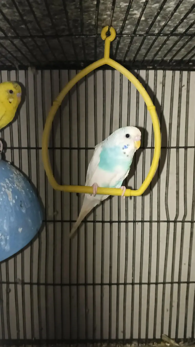 fresh healthy budgies 03333644235 — photo 6